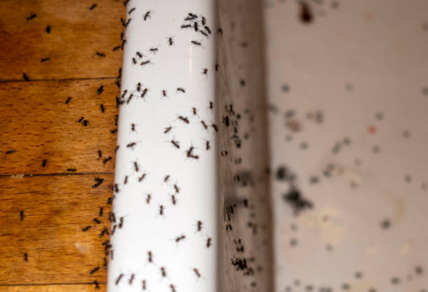 Best Bed Bug Extermination  in New Paris, OH