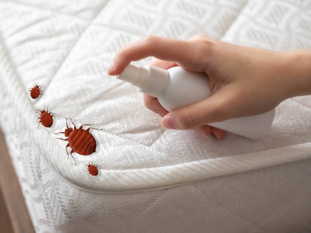 Best Flea Control Services  in New Paris, OH