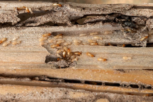 Best Wasp Removal Services  in New Paris, OH