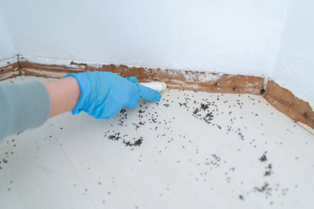 Reliable New Paris, OH Pest Control Solutions